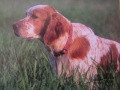 Setter Anglais GEX DU VAL DU RUTH Setter Anglais GEX DU VAL DU RUTH